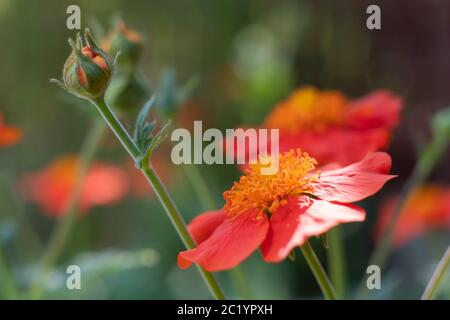 Rote Blume auf der Wiese. Nahaufnahme Stockfoto