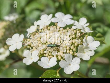 Grün schillernder, geschwollener Blütenkäfer [Weiblich] / Oedemera nobilis auf dem Kopf der Guelder Rose / Viburnum opulus Blume. Insects UK. Stockfoto