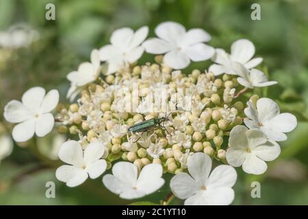 Grün schillernder, geschwollener Blütenkäfer [Weiblich] / Oedemera nobilis auf dem Kopf der Guelder Rose / Viburnum opulus Blume. Insects UK. Stockfoto