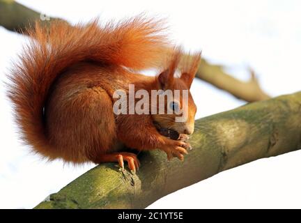 Das rotbraune Eichhörnchen Sciurus vulgaris reißt die Walnuss Stockfoto