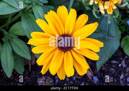 Rudbeckia hirta 'denver Daisy' eine gelb orange krautige mehrjährige Sommer Herbst Blume Pflanze allgemein als Black Eyed Susan oder Coneflower Stock bekannt Stockfoto