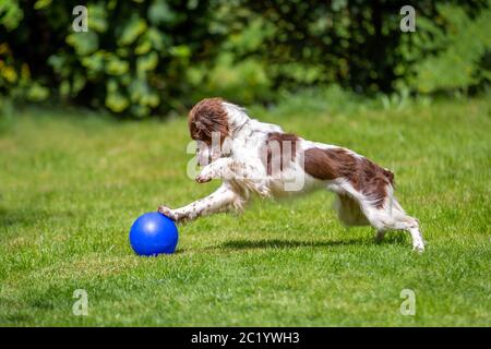 Nette junge Springer Spaniel Spaß spielen mit einem blauen Ball auf dem Rasen Stockfoto