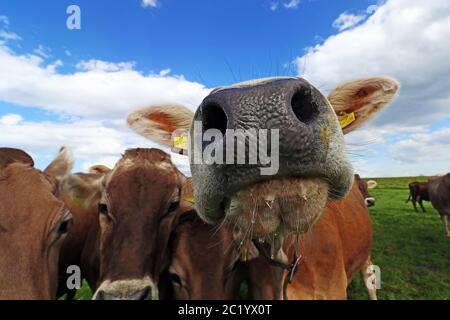 Neugieriges Braunvieh auf einer Weide in Bayern. Neugierige Kühe Stockfoto