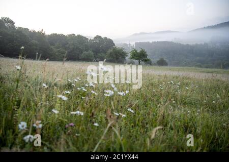 12. Juni 2020, Schwithten (Hessen): Nebel liegt am frühen Morgen über den Feldern und der Landschaft bei Dorfweil. Weltweit eingesetzt Stockfoto