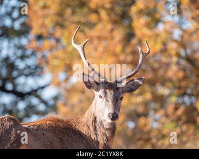 Hirsche im Richmond Park, London Stockfoto