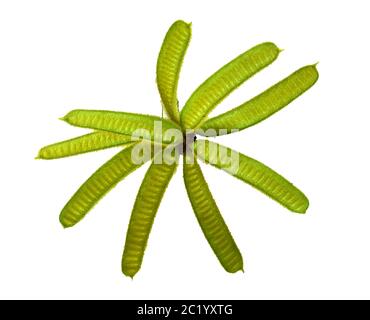 Nahaufnahme von Mimosa pudica isoliert auf weißem Hintergrund. Mit Clipping Pfad. Stockfoto