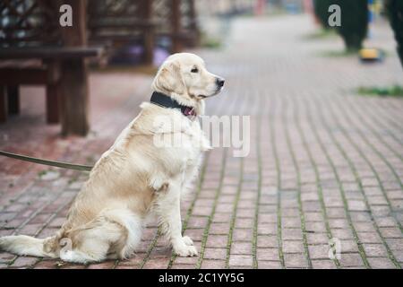 Golden Labrador Retriever mit einem Kragen auf der Straße. Stockfoto