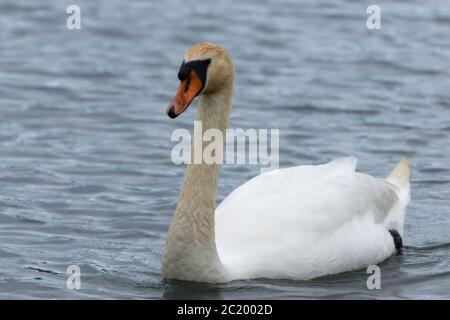 Nahaufnahme des stummen Schwans Stockfoto