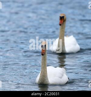 Paar stumme Schwäne auf Teich Stockfoto