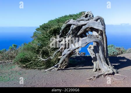 Der berühmte Sabina Wacholderbaum - Wahrzeichen der Insel El Hierro, Kanarische Inseln, Spanien Stockfoto