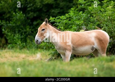 Onager in einem Clearing Stockfoto