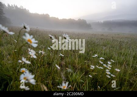 12. Juni 2020, Schwithten (Hessen): Nebel liegt am frühen Morgen über den Feldern und der Landschaft bei Dorfweil. Weltweit eingesetzt Stockfoto