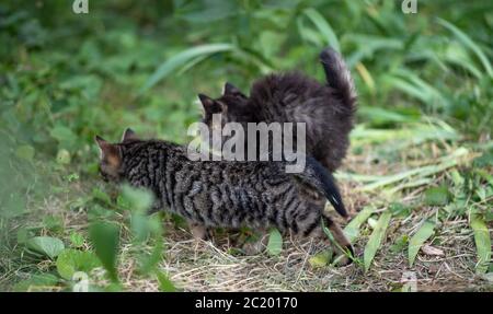 Lustige Kätzchen jagen im grünen Garten. Zwei niedliche Kätzchen spielen im Park. Stockfoto