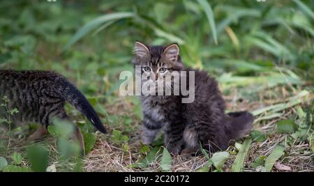 Kleine Kätzchen wandern und jagt in der Natur in grünem Laub, Gras. Schöne niedliche Kätzchen sitzt im Garten. Stockfoto