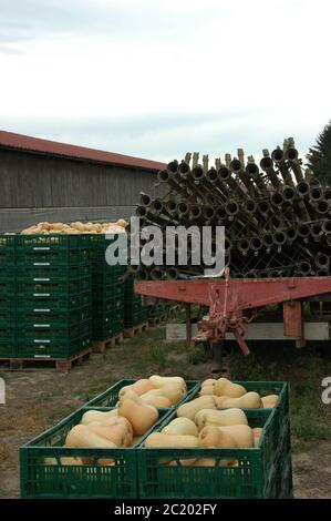 Cucurbita moschata Rheinzabern Stockfoto