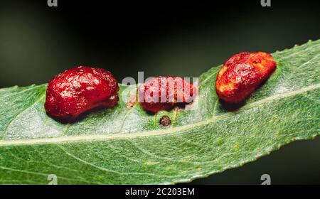 Blattgallen auf Weide, verursacht durch die Sägeflügellarve, Pontania proxima, Willow Redgall Sawfly Stockfoto