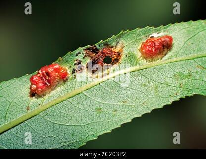 Blattgallen auf Weide, verursacht durch die Sägeflügellarve, Pontania proxima, Willow Redgall Sawfly Stockfoto