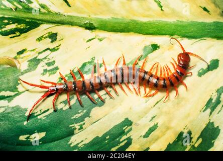 Tropische Tausendfüßler, Scolopendra dehaani, Malaysia, häufig in Ölpalmplantagen gefunden Stockfoto