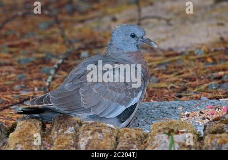Holztauben (columba palambus) Stockfoto