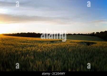 Bartgerstenfeld in den goldenen Stunden der Dämmerung. Es ist ein Mitglied der Grass-Familie, ist ein wichtiger Getreidekörner in gemäßigten Klimazonen weltweit angebaut. Stockfoto