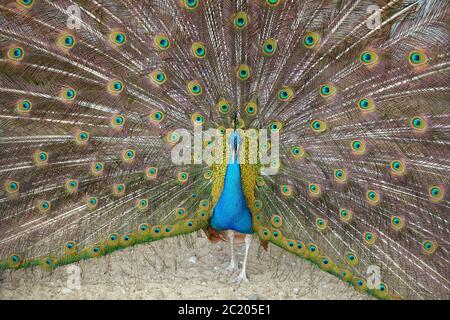 Blauer Pfau. Ein männlicher blauer Pfau mit bunten, offenen Federn, die den gesamten Rahmen füllen Stockfoto