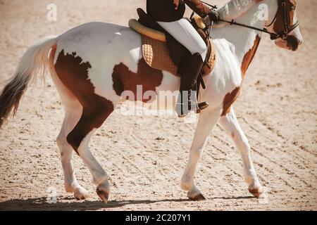 Ein geflecktes braun-weißes Kahlköpfentpferd mit einem Reiter im Sattel läuft im Sonnenlicht über den Sand. Wild West. Stockfoto