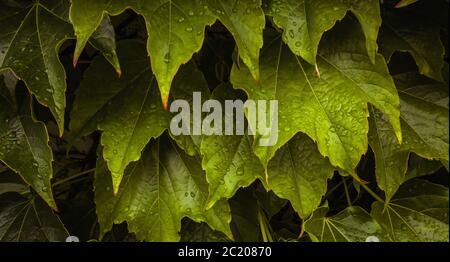 Kreatives Layout von tropischen Blatt in dunkelgrün mit regen Wassertropfen auf Textur, abstraktes Muster Natur Hintergrund Stockfoto