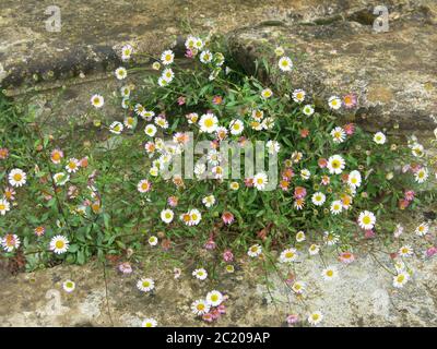 Mexikanische Fleabane, Erigeron karvinskianus, selbst Samen und füllt die Risse und Lücken der Steinstufen mit Kaskaden von kleinen Gänseblümchen wie Blumen. Stockfoto