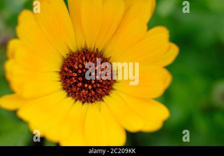 Leuchtend gelbe Blume auf verschwommenem grünen Hintergrund Stockfoto