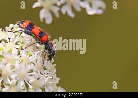 Rot-schwarzer Käfer Trichodes apiarius Stockfoto