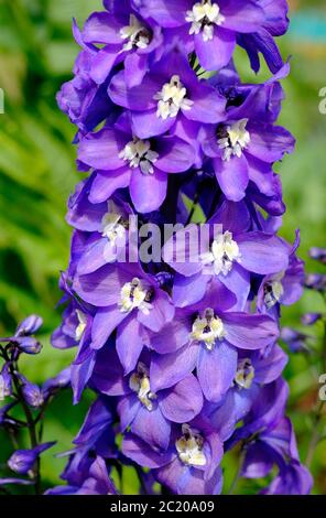 Blaue Delphinium Blumen im Garten, norfolk, england Stockfoto