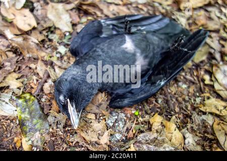 Toter Amsel Vogel auf dem Boden in der Natur liegen Stockfoto