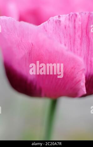 Lila Mohn Blütenblätter, papaver somniferum, norfolk, england Stockfoto