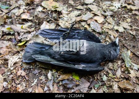 Toter Amsel Vogel auf dem Boden in der Natur liegen Stockfoto