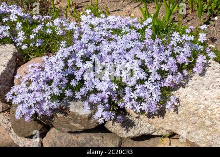 Blauer schleichender Phlox subulata aka Moos Phlox blüht über Felswand Stockfoto