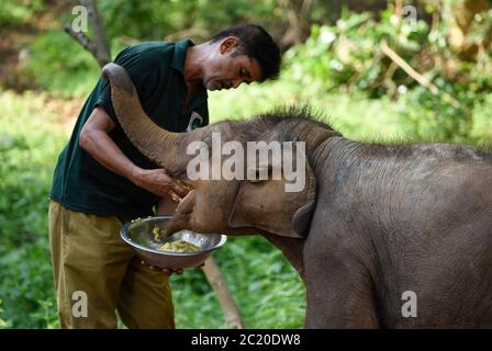 Guwahati, Assam, Indien. Juni 2020. Ein Tierpfleger füttert ein wildes Elefantenkalb, das gerettet wurde, nachdem sie sich von ihrer Herde entfernt hatte, im Assam State Zoo in Guwahati. Der Elefant wurde am 2019. November von Forstbeamten gerettet. Kredit: David Talukdar/ZUMA Wire/Alamy Live Nachrichten Stockfoto