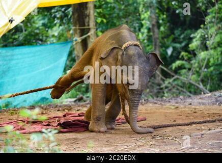 Guwahati, Assam, Indien. Juni 2020. Ein wildes Elefantenkalb, das gerettet wurde, nachdem sie sich von ihrer Herde entfernt hatte, im Assam State Zoo in Guwahati. Der 4 Monate alte Elefant wurde am 15. Juni 2020 von Forstbeamten aus dem Rani Reservewald gerettet. Kredit: David Talukdar/ZUMA Wire/Alamy Live Nachrichten Stockfoto