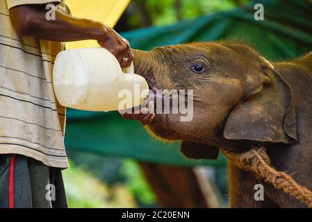 Guwahati, Assam, Indien. Juni 2020. Tierpfleger füttert ein wildes Elefantenkalb, das gerettet wurde, nachdem sie sich von ihrer Herde entfernt hatte, im Assam State Zoo in Guwahati. Der 4 Monate alte Elefant wurde am 15. Juni 2020 von Forstbeamten gerettet. Kredit: David Talukdar/ZUMA Wire/Alamy Live Nachrichten Stockfoto