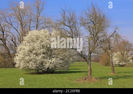 Blühender Schlamm auf streunender Obstwiese Stockfoto