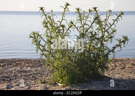 Stierdistel (Cirsium vulgare), Stachelkraut Stockfoto