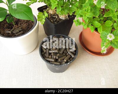 Pferdemist-Pellets zur Düngung von Pflanzen Stockfoto