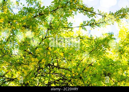 Blumen von gelben Akazien Strauch auf flachen Tiefe Hintergrund. Sie blühen in der Nähe Caragan arborescenes Baum Stockfoto