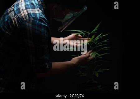 Pflege für Marihuana in einem geschlossenen Haus auf dem schwarzen isolierten Hintergrund Stockfoto