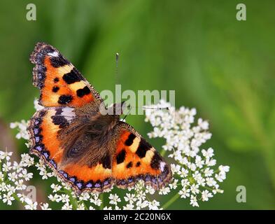 Kleiner Fuchs Aglais urticae Stockfoto