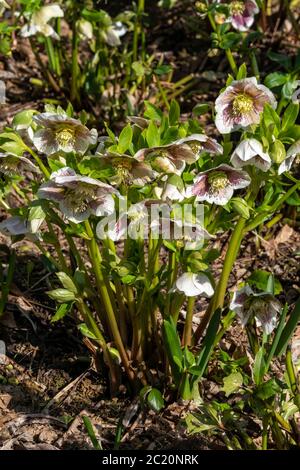 Helleborus x hybridus 'White Lady Spotted' eine Winterfrühlingsblütenpflanze, die allgemein als Weihnachtsrose bekannt ist Stockfoto