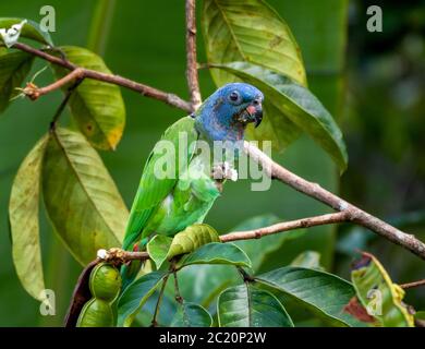 Ein Blaukopfpapagei, der Früchte in einem Baum isst und dabei die Kamera im Auge behält. Stockfoto