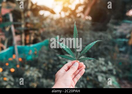 Cannabisblätter, eine weiche Seidenart, die in Thailand im Volksmund angebaut wird. Stockfoto