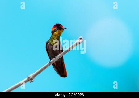 Ein Ruby Topaz Kolibri, der auf einem Ast mit blauem Hintergrund in natürlichem Licht steht. Stockfoto