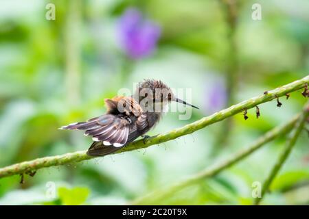 Ein Jungvogel Ruby Topaz, der sich in der Sonne ausdehnt und sich erwärmt. Stockfoto