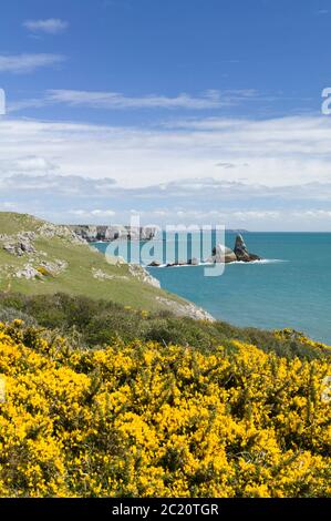 Trevallen Broad Haven South Pembroke Pembrokeshire Wales Stockfoto